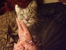 他の写真を見る2: 再入荷★Kitty Corner Pillow Shaped Cat