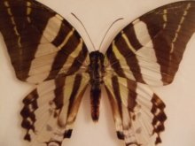 他の写真を見る2: 蝶のアクリル標本