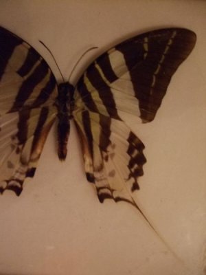 画像4: 蝶のアクリル標本