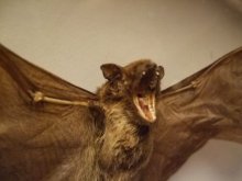 他の写真を見る3: 蝙蝠　標本