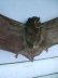 画像4: 蝙蝠　標本 (4)