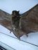 画像3: 蝙蝠　標本 (3)