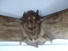 他の写真を見る1: 蝙蝠　標本