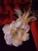 画像3: 大輪の花です。羽飾りカチューシャラインストーンフラワー (3)