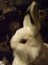 画像3: 耳立て白ウサギ　ぬいぐるみ (3)