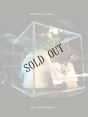 燃焼後に観葉植物アレンジメントして