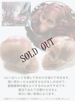 画像12: [在庫限定SALE]　Skullcandle.  [MT 017]