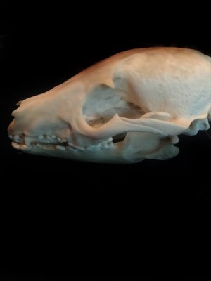 画像2: 狸の頭骨