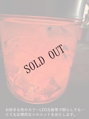 画像12: No.23：月下美人標本