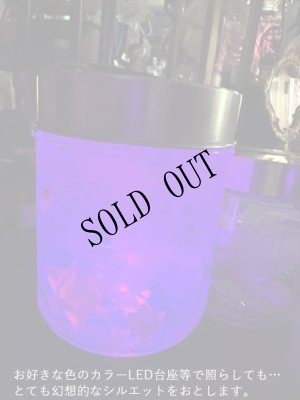 画像11: No.23：月下美人標本