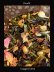 画像5: 「記憶の廃園」Rose・Guiggles　Cloud9 Original blend Tea (5)