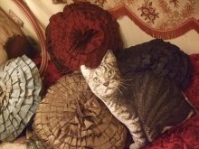他の写真を見る1: 再入荷★Kitty Corner Pillow Shaped Cat