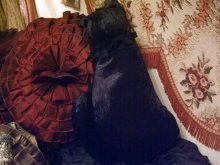 他の写真を見る2: Black Velour Cat Doll Gorgeous cushion