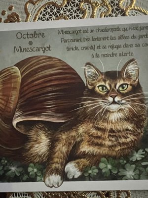 画像1: フランス製　キャットポストカード　Octobre Minescargot