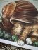 画像3: フランス製　キャットポストカード　Octobre Minescargot