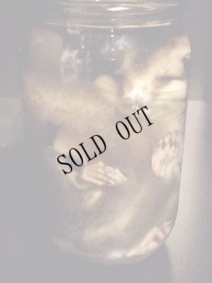 画像6: NeQro　液浸標本「モモンガ」