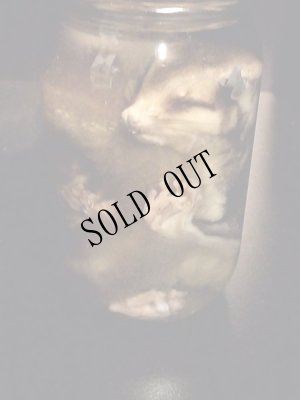 画像5: NeQro　液浸標本「モモンガ」