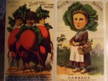 他の写真を見る2: 【再入荷】Victorian seal [The gentleman of vegetables ]　Brier Rose
