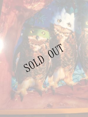 画像3: ふくろう大判メッセージカード+封筒セット [ハロウィン]　AVANTI PRESS