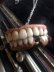 画像3: 「大正時代の入れ歯」ネックレス（両あご）