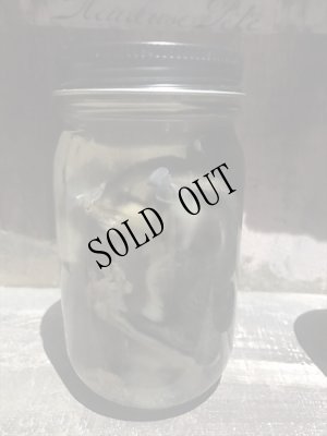 画像4: NeQro　液浸標本「モモンガ」