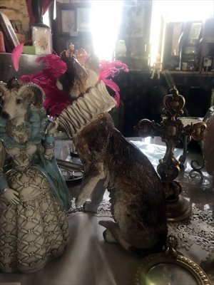 画像10: [再入荷] クラウン キャット