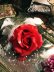 画像1: 真紅の薔薇とブラックチュールの羽飾りヘアコサージュ (1)