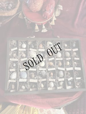 画像8: 造形作家　伽椰子　オブジェ木箱「空想卵標本」