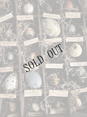 画像7: 造形作家　伽椰子　オブジェ木箱「空想卵標本」