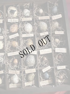 画像6: 造形作家　伽椰子　オブジェ木箱「空想卵標本」