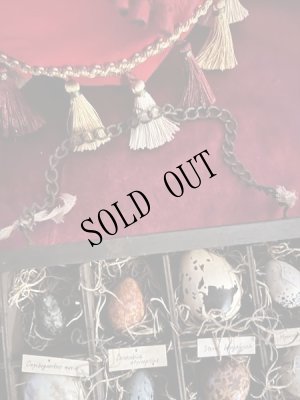 画像4: 造形作家　伽椰子　オブジェ木箱「空想卵標本」