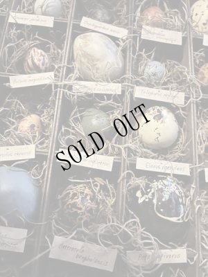 画像3: 造形作家　伽椰子　オブジェ木箱「空想卵標本」