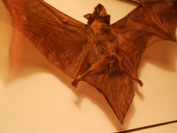 蝙蝠　標本
