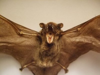 画像1: 蝙蝠　標本