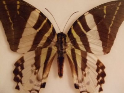 画像2: 蝶のアクリル標本