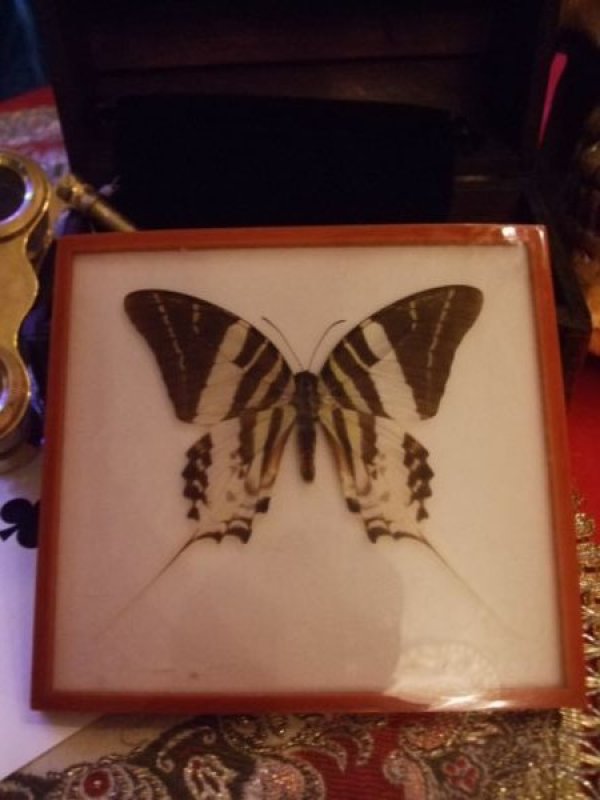 画像1: 蝶のアクリル標本 (1)
