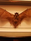 画像2: 蝙蝠　標本 (2)