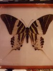 画像2: 蝶のアクリル標本 (2)