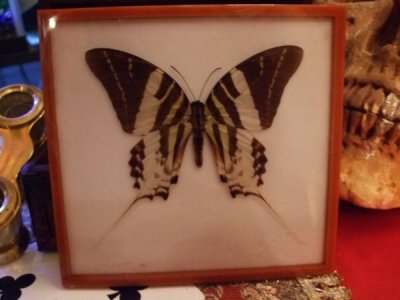 画像1: 蝶のアクリル標本