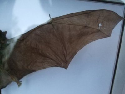 画像2: 蝙蝠　標本