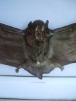 画像2: 蝙蝠　標本 (2)