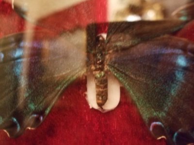 画像2: 蝶　標本　金額装入り