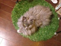 画像1: GRASS　MAT　ROUND　L