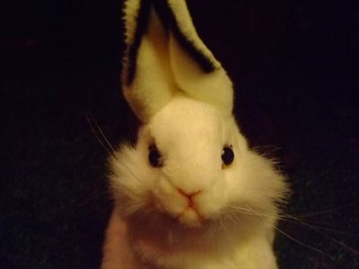 画像1: 耳立て白ウサギ　ぬいぐるみ