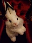 画像2: 耳立て白ウサギ　ぬいぐるみ (2)