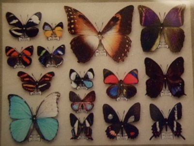 画像2: 再入荷◆架空壁面装飾『蝶の標本』