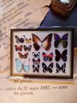 画像1: 再入荷◆架空壁面装飾『蝶の標本』 (1)