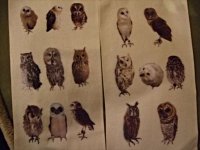 画像2: Apple Owls　タイツ　 ふくろう図鑑