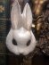 画像10: [再入荷] Rabbit Mask Stand (10)