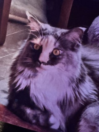 楽器を弾く猫 パーカー パープル L淑女雑貨Toe Cocotte